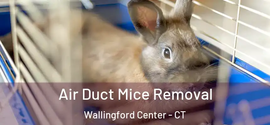  Air Duct Mice Removal Wallingford Center - CT